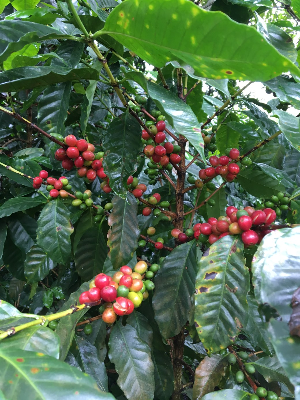 coffeebeans